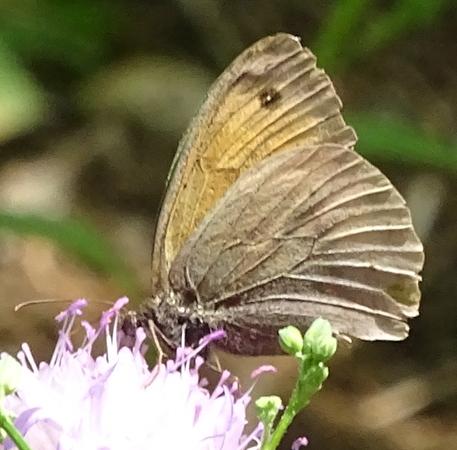 Réf. 210 290 : Maniola jurtina